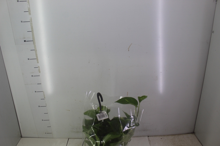 <h4>JIBOIA VERDE C21 PENDENTE</h4>