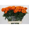 Tagetes Marigold Promise Orange