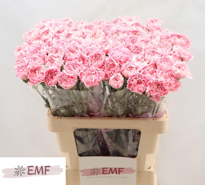 <h4>DI ST JULIA</h4>