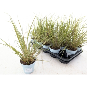STIP CALAMAGROSTIS