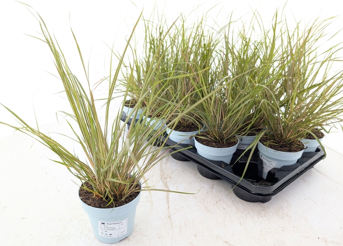 <h4>STIP CALAMAGROSTIS</h4>