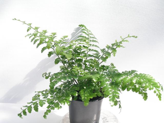 <h4>ASPLENIUM DIMORPHUM P11 PARVATI</h4>