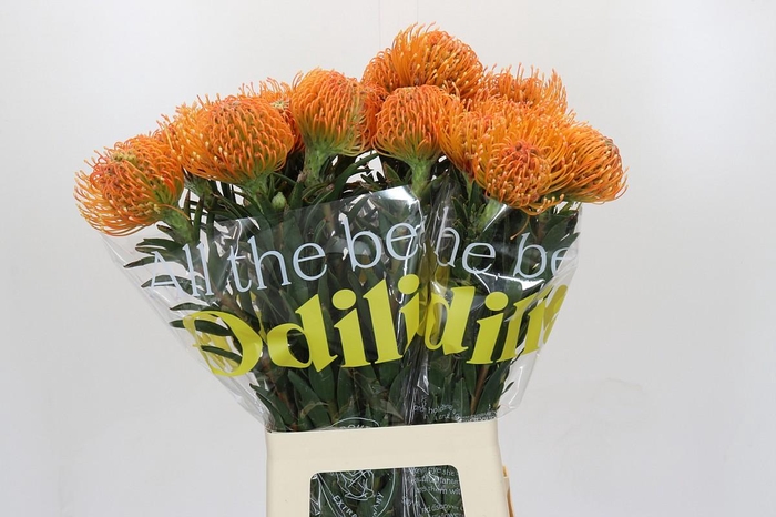 <h4>Nutans Ayoba Peach</h4>