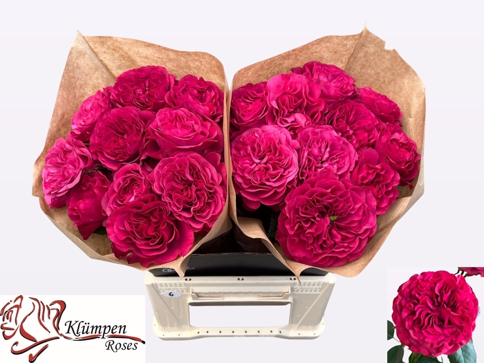 <h4>R Gr Cherry Velvet Kluempen</h4>
