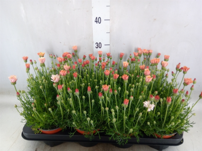 <h4>Rhodanthemum hosm. 'Zagora Orange'</h4>