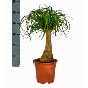 BEAUCARNEA RECUR