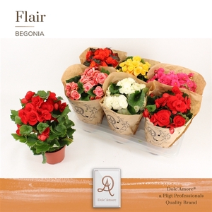 Begonia Mix P14 Dolc'Amore® Kraft