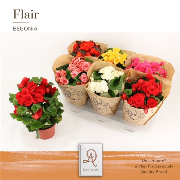 <h4>Begonia Mix P14 Dolc'Amore® Kraft</h4>