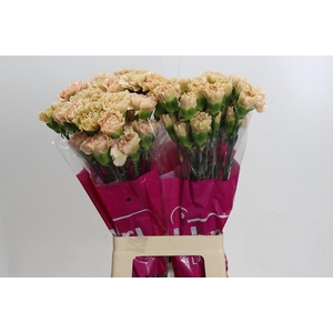 Dianthus St Lege Marrone