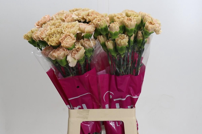 <h4>Dianthus St Lege Marrone</h4>