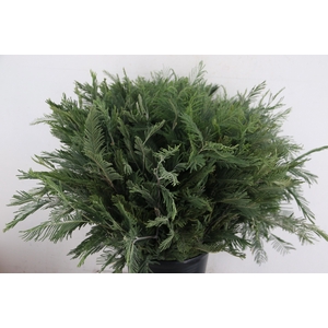 DECOGROEN OV