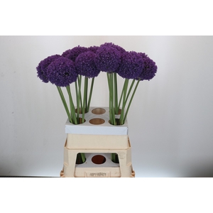 Allium Ambassador