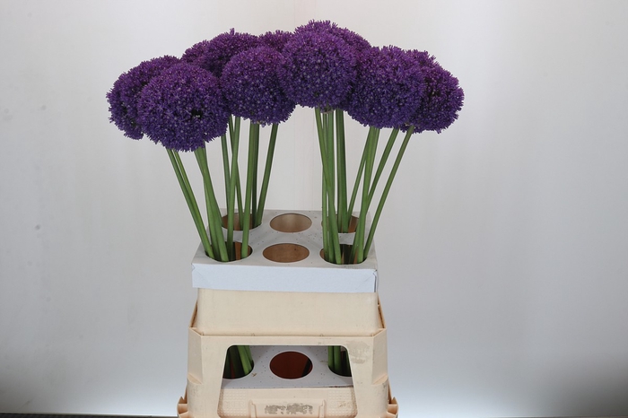 <h4>Allium Ambassador</h4>