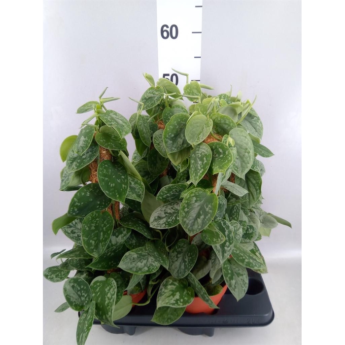 <h4>Scindapsus pictus 'Silvery Ann'</h4>