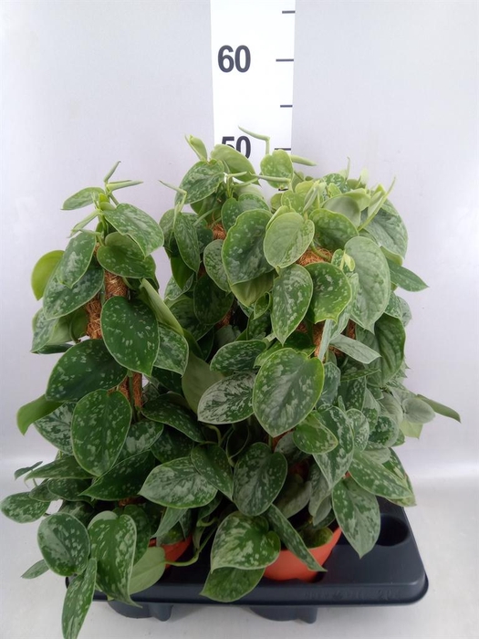 <h4>Scindapsus pictus 'Silvery Ann'</h4>