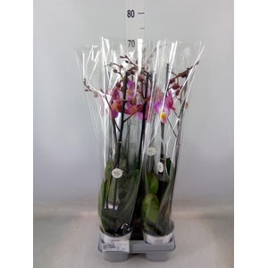 Phalaenopsis  'Ant Split'