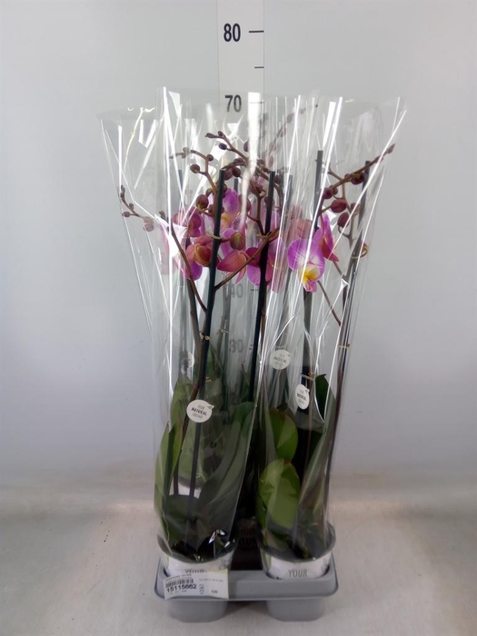 <h4>Phalaenopsis  'Ant Split'</h4>