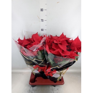 Euphorbia pulc. 'Christ Feel'