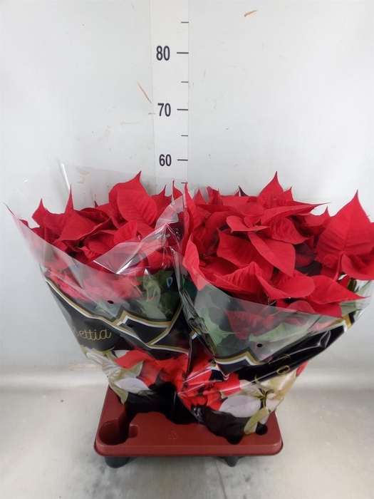 <h4>Euphorbia pulc. 'Christ Feel'</h4>