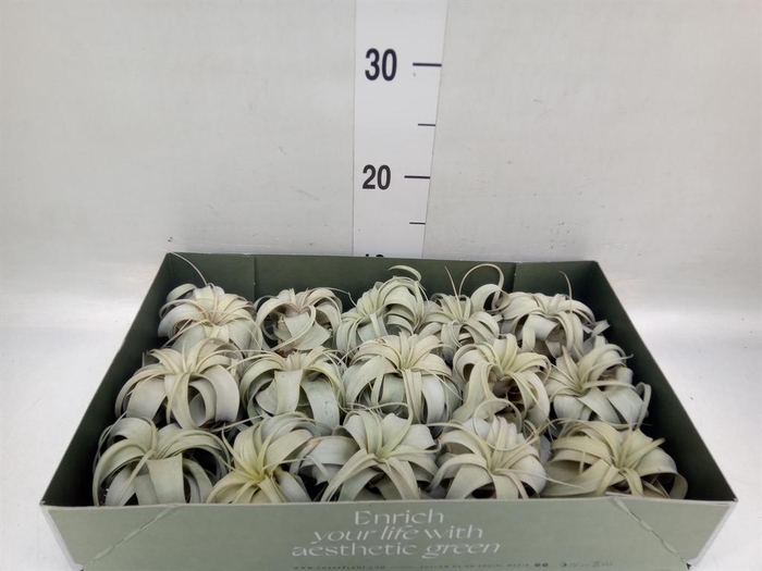 <h4>Tillandsia xerographica</h4>