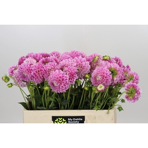 Dahlia  'Marshmallow Baby'