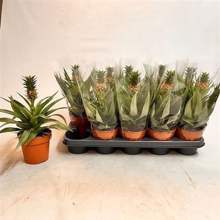 <h4>Ananas Mi Amigo</h4>