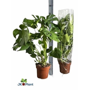 Monstera Deliciosa