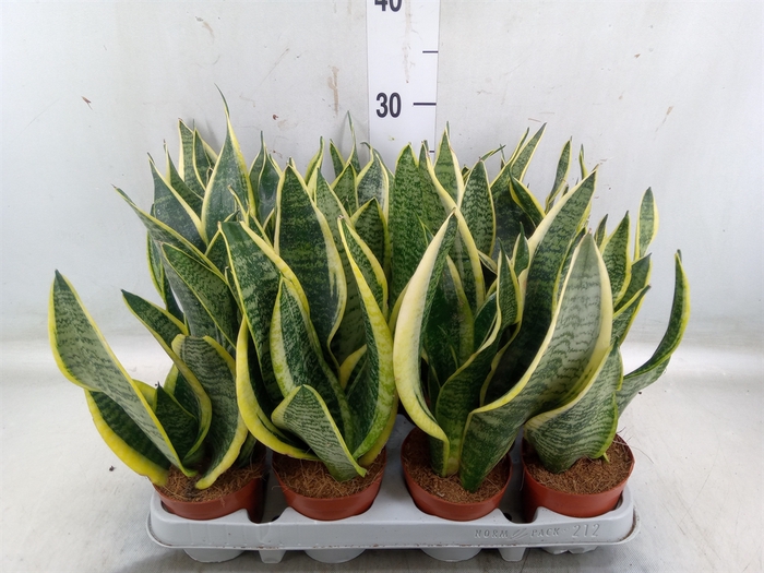 <h4>Sansevieria trifa. 'Futura Superba'</h4>