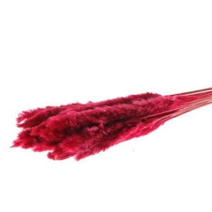 Dried Fluffy Pampas Red 20pcs Bunch