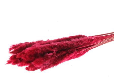 Dried Fluffy Pampas Red Bunch Slv