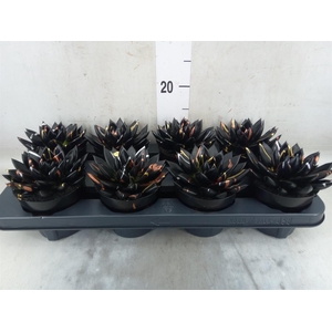 Echeveria  'Miranda'