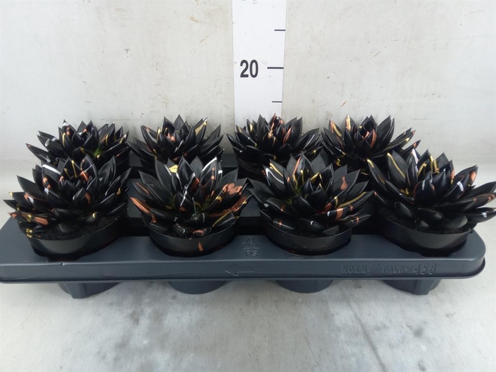 <h4>Echeveria  'Miranda'</h4>