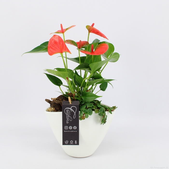 <h4>ANCR-2327 Anthurium creatie</h4>