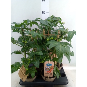 Solanum lycopersicum   ...
