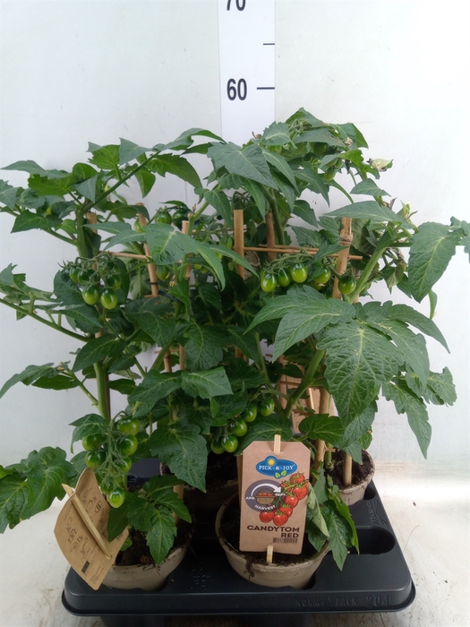 <h4>Solanum lycopersicum   ...</h4>