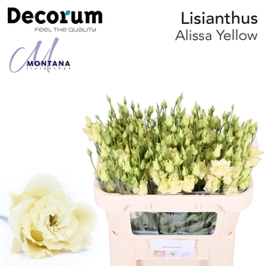 Lisianthus Alissa Yellow