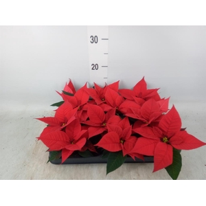 Euphorbia pulc. 'Christ Universe'