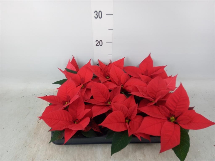 <h4>Euphorbia pulc. 'Christ Universe'</h4>