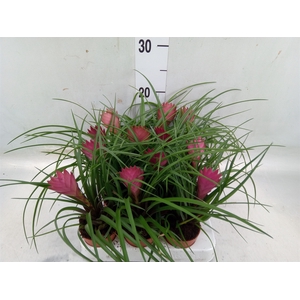 Tillandsia cyanea