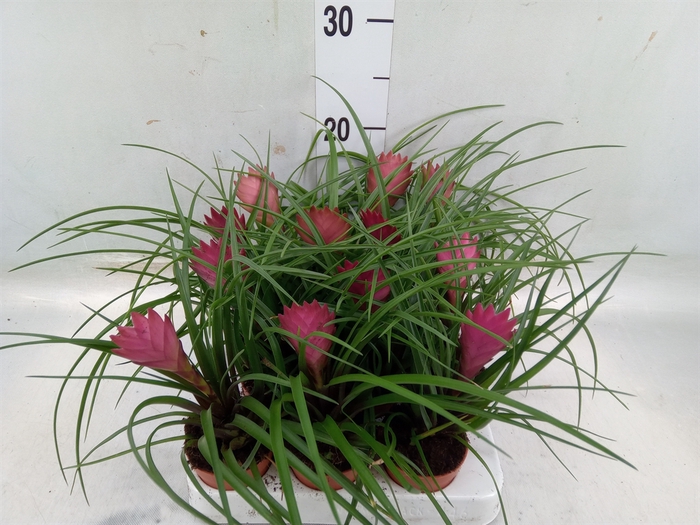 <h4>Tillandsia cyanea</h4>