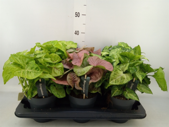 <h4>Syngonium   ...mix</h4>