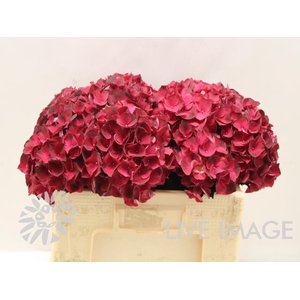 Hydrangea mag dark ruby