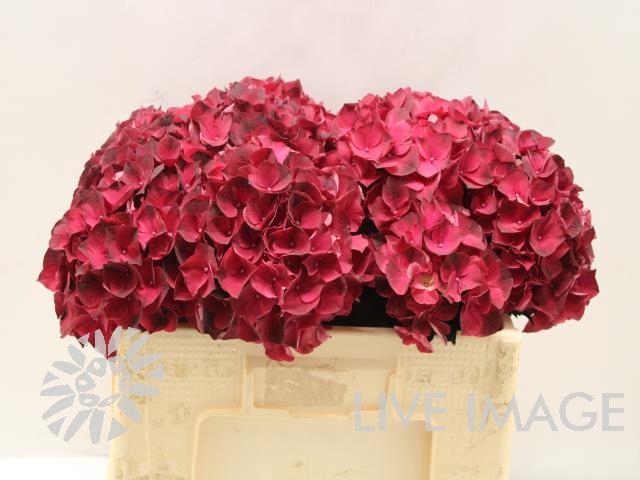 <h4>Hydrangea mag dark ruby</h4>