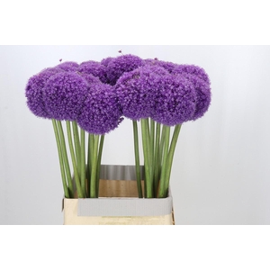 Allium Ambassador