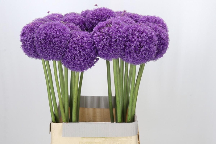 <h4>Allium Ambassador</h4>