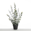 AF Eucalyp Plant in pot L58cm