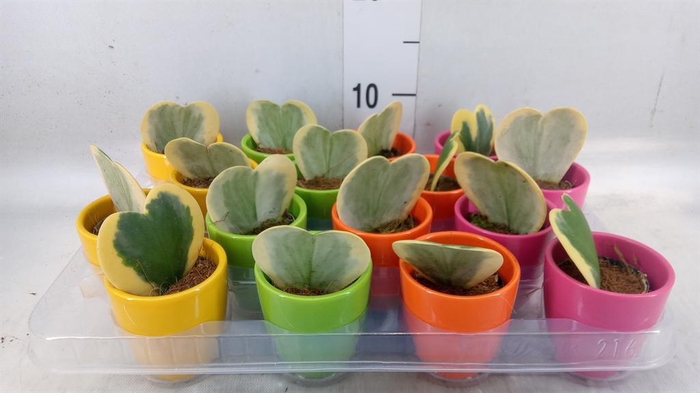 <h4>Hoya kerrii</h4>