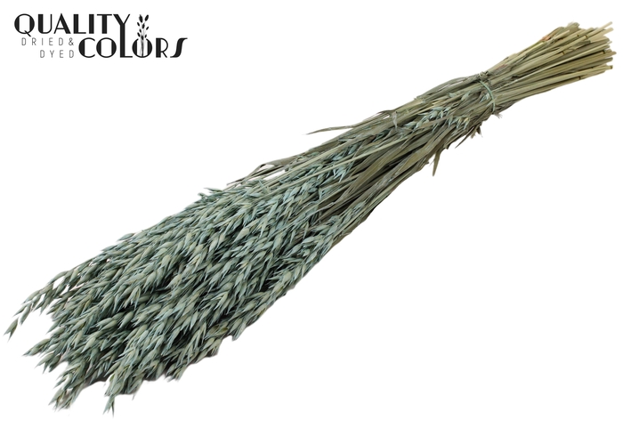 <h4>Avena per bunch Frosted Light Blue</h4>