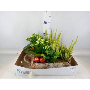 Arr.   Tuinplanten L%