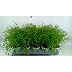 Cyperus alternifolius 'Zumula'